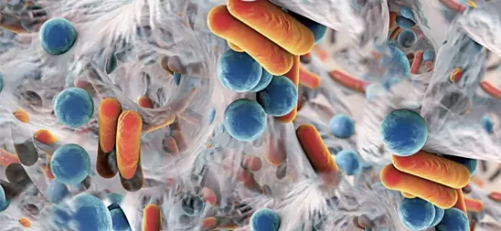 ¿Qué son los tapetes microbianos laminados?