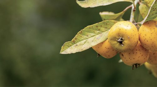 Tejocotes en la medicina