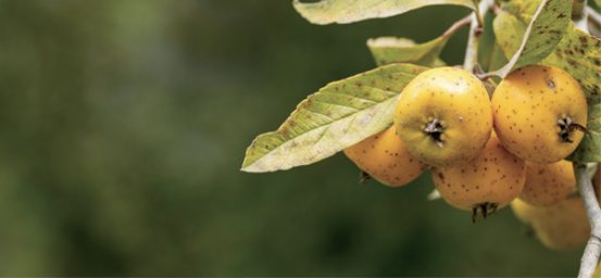 Los tejocotes en la medicina tradicional y su potencial terapéutico